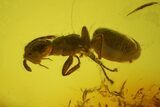 Detailed Fossil Ant (Formicidae) In Baltic Amber #139019-1